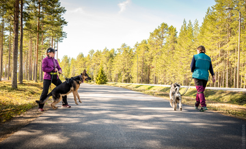 Remmirähjääjien kurssi